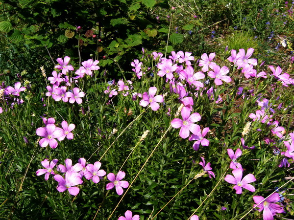 Linum  viscosum / Lino malvino